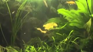 Popular Videos - Redeye Piranha & Eating