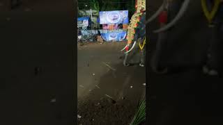 elephant attack Kerala new 2018