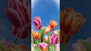 8 Марта, Весна, Цветы, Небо, Тюльпаны, Женский День | Бесплатные Футажи Для Монтажа