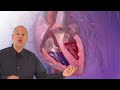 Circulatory System Musical Quiz (Heart Quiz)