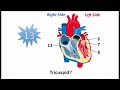 Circulatory System Musical Quiz (Heart Quiz)