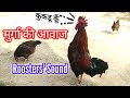 Rooster Sound | Rooster Crowing Compilation | मुर्गा की आवाज | Cock sound