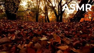 Autumn Leaves Asmr, Highest Triggers And Tingling, Relax & Go To Sleep In 1 Hour No Talking