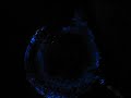 bio luminescence