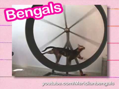 Ultra Kawaii - The Cute Games - Kitty Gymnastics