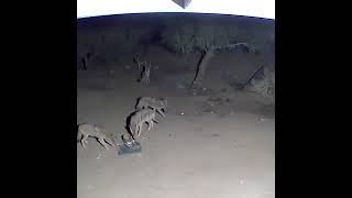Coyotes Are Hungry
