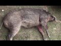 Pig Hunting Video in Pakistan, Hog hunting, Wild boar hunting, with Dogs, Soor ka Shikar