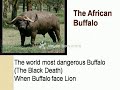 Lion Vs World Most Dangerous Animals images Lion Vs World Most Dangerous Animals
