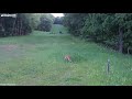 Incredible Moment Deer Defends Rabbit from Swooping Hawk || Dogtooth Media