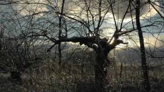 Watch Tom Waits Bend Down The Branches video