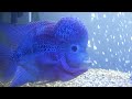 Flowerhorn