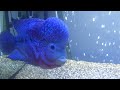 Flowerhorn