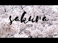 SAKURA 2020-Ciliegi in fiore