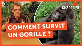 Un Gorille Contre 100 Hommes... Qui Gagne ? - Cest Pas Sorcier