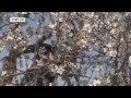 The Almond Blossom Season on Mallorca | euromaxx