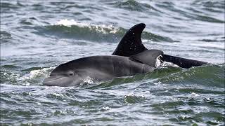 Adopt a Dolphin update August 2020
