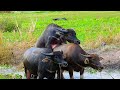 Two male buffaloes are in love with a mother buffalo and many buffaloes are grazing in the lake