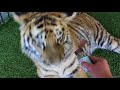 How tigers react to catnip !