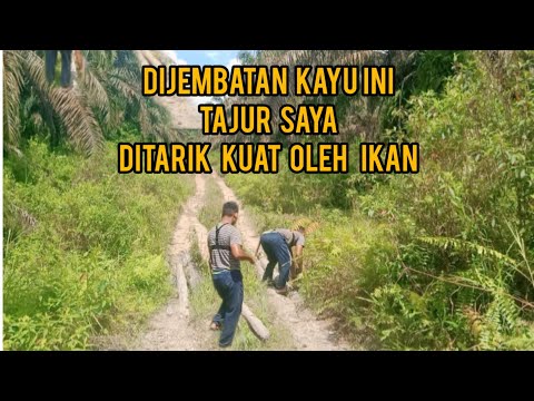 Najur Lembat Diperkebunan Kelapa Sawit