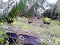 Mikat Ayam Hutan C Kilat images Mikat Ayam Hutan C Kilat