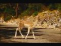 David Lynch's PS2 Commercial - Bambi