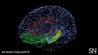 Brain areas involved in mood | Science News