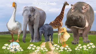 Lovely Animal Sounds Around Us: Swan, Elephant, Giraffe, Hippopotamus, Duckling 