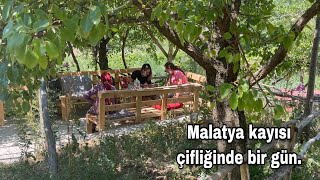 Malatya Kayısı Çiftliği. Neler Var, Çiftlikte Nasıl Bir Yaşam Sürülür.