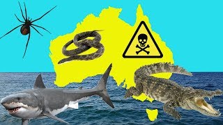 AUSTRALIA'S TOP 5 DEADLIEST ANIMALS
