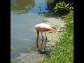 Shoutin' Flamingo