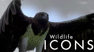 Герои Дикой Природы / Wildlife Icons-04  Большие Кошки Африки