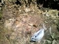 CAM00383 ORUGA O GUSANO POLLO