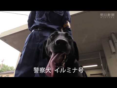 訓練に励む薬物捜索犬イルミナ号