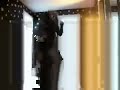 Iran Hot Y Persian Punjabi Mujra Hot Mujra Pakistani Stage images Iran Hot Y Persian Punjabi Mujra Hot Mujra Pakistani Stage