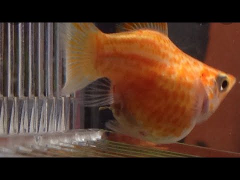 HOW DO YOU KNOW BALLON MOLLY FISH READY TO GIVE BIRTH| SIGNS OF GIVING BIRTH|FISHKEEPER