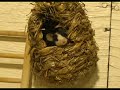 mice