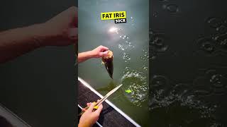 Fat Iris 50Cr