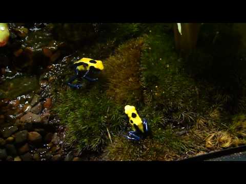 Pictures Of Frogs Eating. poison dart frog eating