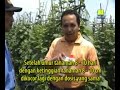 image Cara Meningkatkan Panen Mentimun Anik