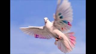 Fly Video Version 2 - Dan Pharoah ©2016
