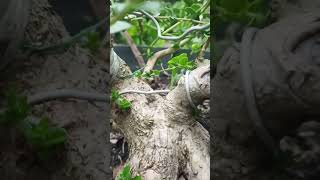 Sancang Mini Bogel Pecah Pangkal Pah Sawing