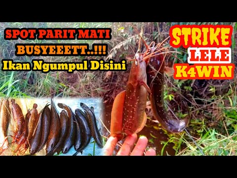 MAAF..!! Spot ini Tidak Dijual. "Mancing Gabus dan Lele lembat"