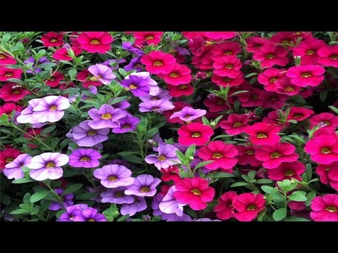 How To Grow Flowers: Easy To Grow Annuals With Low Maintenance By Smiths Country Gardens
