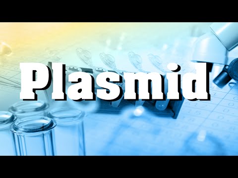 Ape Plasmid Editor For Mac Ape Plasmid Editor For Mac