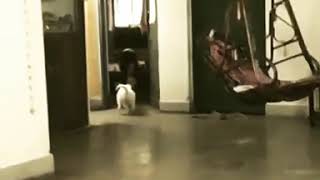 Noah teaching Luna to jump down. Funny Dog video