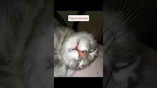 😻 #Ржачныевидео #Cat #Shortscats #Приколы #Tiktok #Смех_До_Слез #Смех #Юмор