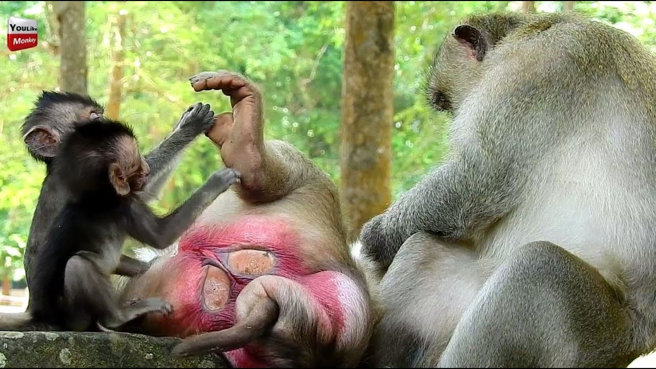 Chimp cock sucking