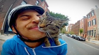 El éxito de las GoPro con gatos