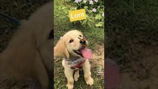Anlamı Güzel Olan Köpek Isimleri Kız