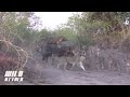 Lion vs Buffalo - 9 Lion Attack 1 Buffalo #HD